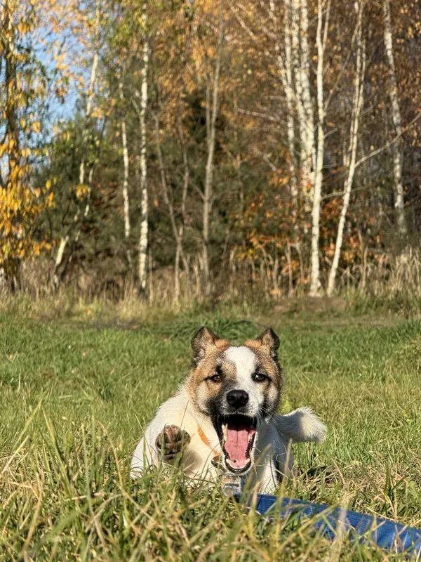 Pies do adopcji, Pieczyska, 19 grudnia 2025 (5/5)