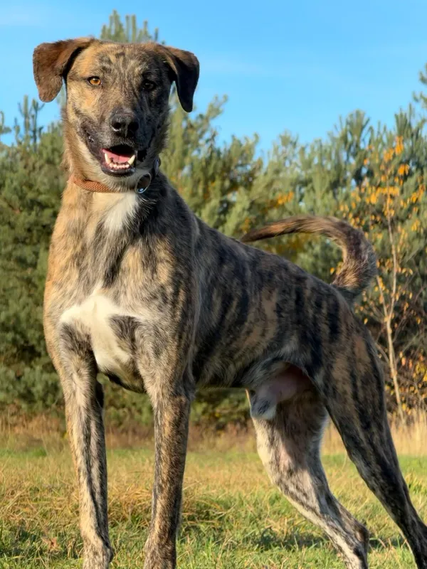 Pies do adopcji, Pieczyska, 19 grudnia 2025 (2/5)