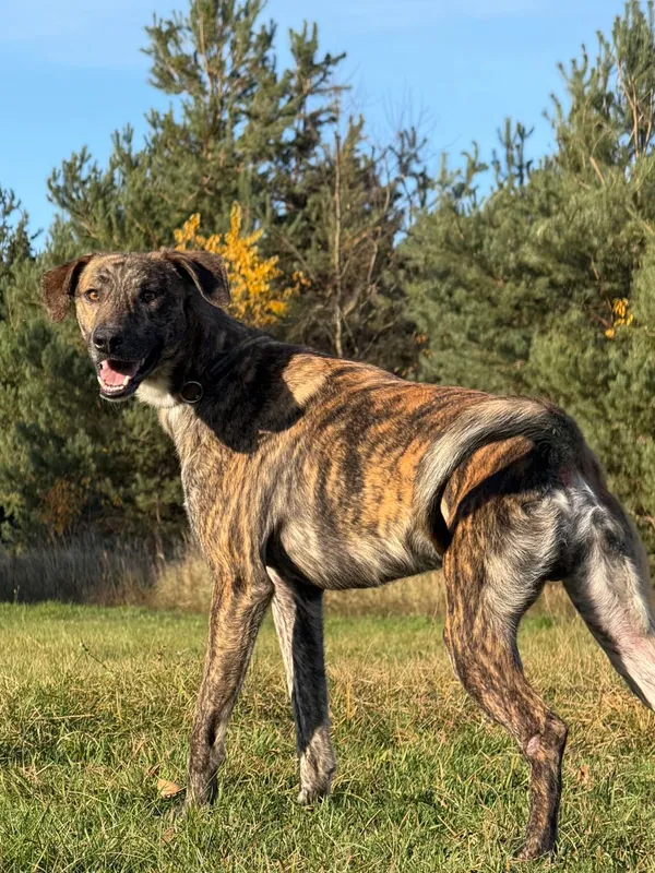 Pies do adopcji, Pieczyska, 19 grudnia 2025 (3/5)