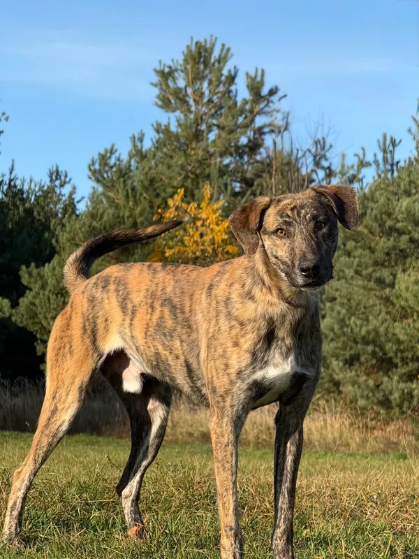 Pies do adopcji, Pieczyska, 19 grudnia 2025 (5/5)