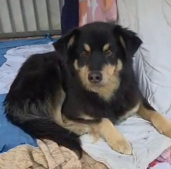 Pies do adopcji, Radom, 19 grudnia 2025