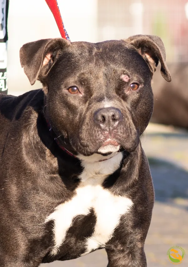 Znaleziono psa, Skałowo, 19 grudnia 2025 (1/5)