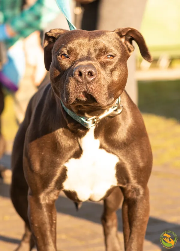 Znaleziono psa, Skałowo, 19 grudnia 2025 (2/5)