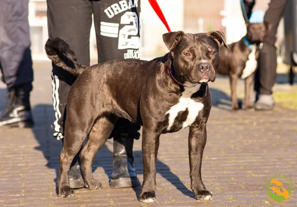 Znaleziono psa, Skałowo, 19 grudnia 2025 (3/5)