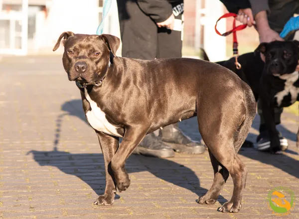 Znaleziono psa, Skałowo, 19 grudnia 2025 (4/5)