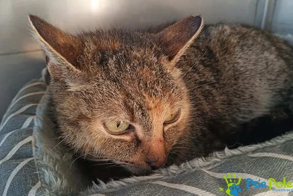 Kot do adopcji, Racławice, 18 grudnia 2025 (1/3)