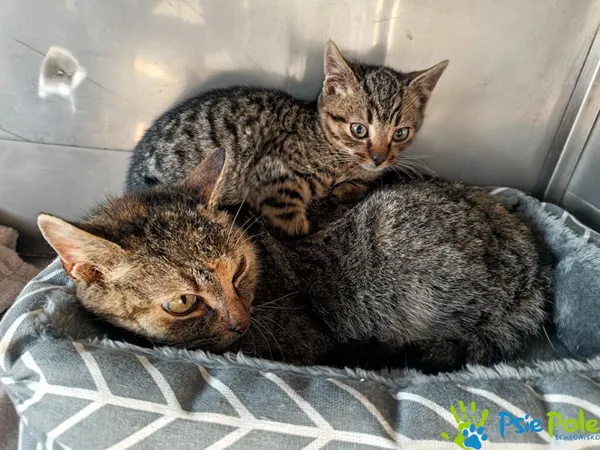 Kot do adopcji, Racławice, 18 grudnia 2025 (3/3)