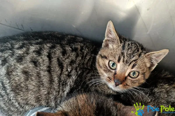 Kot do adopcji, Racławice, 18 grudnia 2025 (1/3)