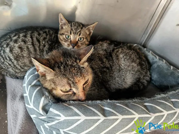 Kot do adopcji, Racławice, 18 grudnia 2025 (3/3)