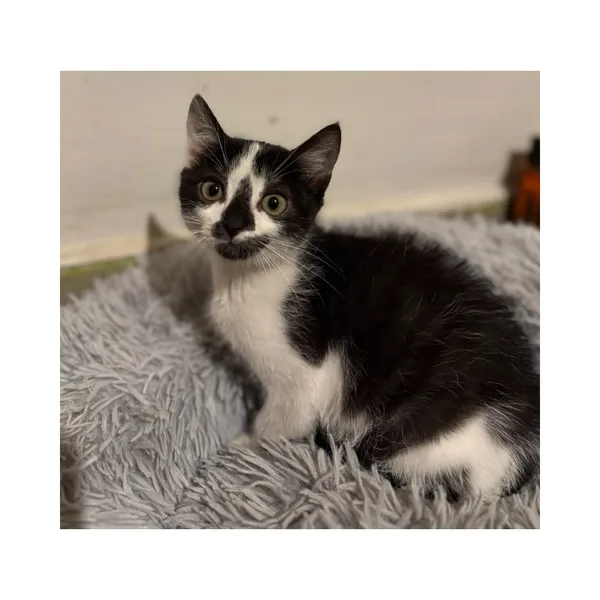 Znaleziono kota, Białystok, 2 października 2025