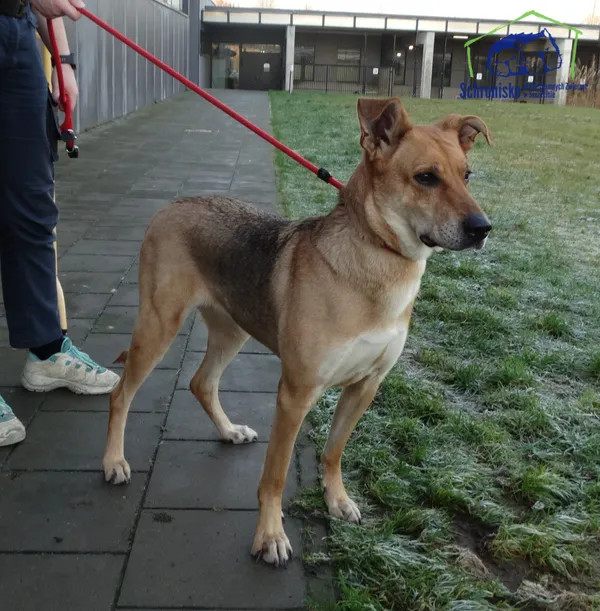 Znaleziono psa, Szczecin, 18 grudnia 2025