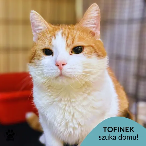 Kot do adopcji, Gdynia, 19 grudnia 2025 (1/5)