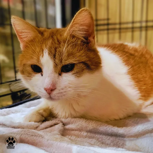 Kot do adopcji, Gdynia, 19 grudnia 2025 (5/5)