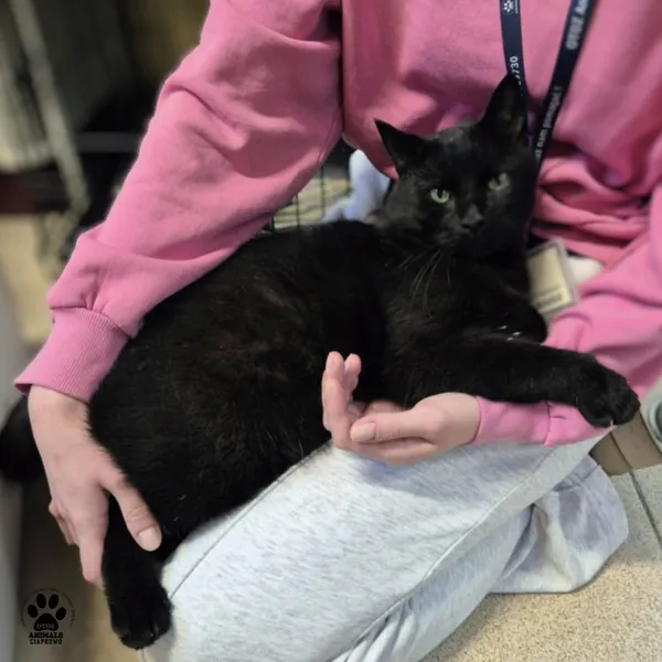 Kot do adopcji, Gdynia, 19 grudnia 2025 (2/5)