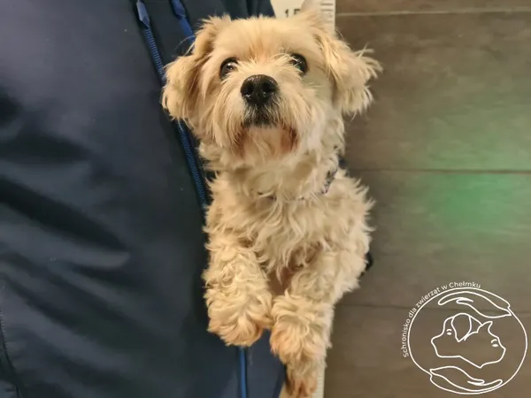 Znaleziono psa, Chełmek, 19 grudnia 2025