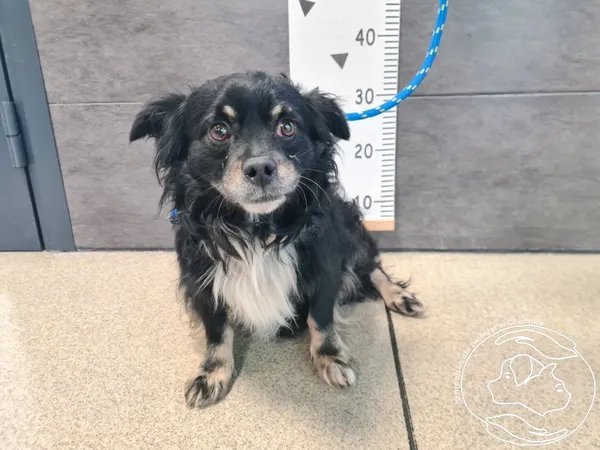 Znaleziono psa, Chełmek, 18 grudnia 2025