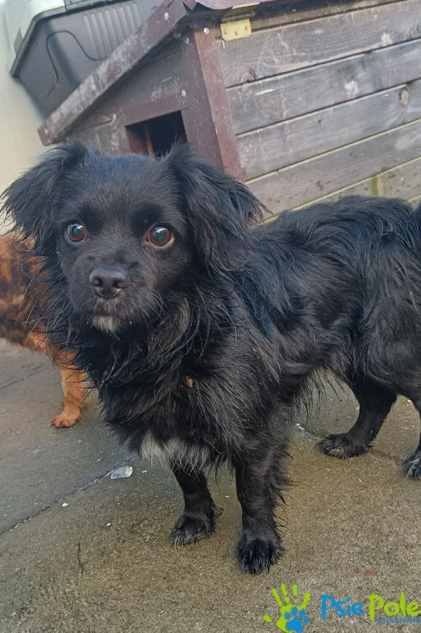 Pies do adopcji, Racławice, 16 grudnia 2025 (1/2)