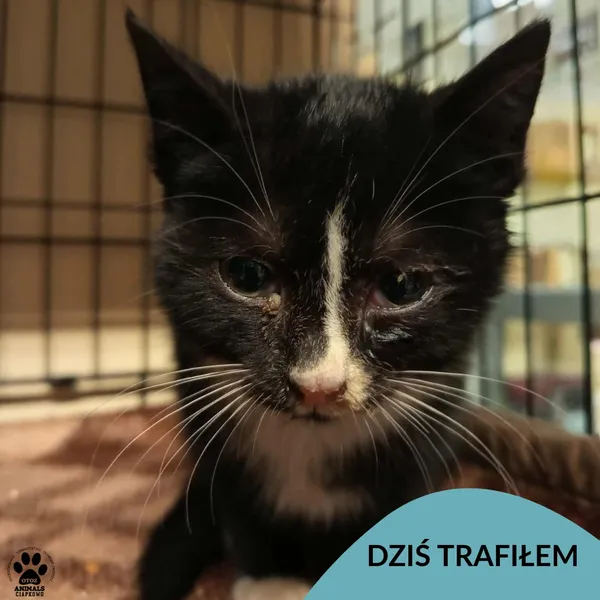 Znaleziono kota, Gdynia, 16 grudnia 2025