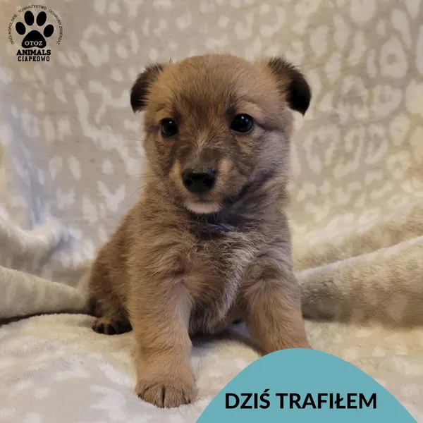 Znaleziono psa, Gdynia, 12 grudnia 2025