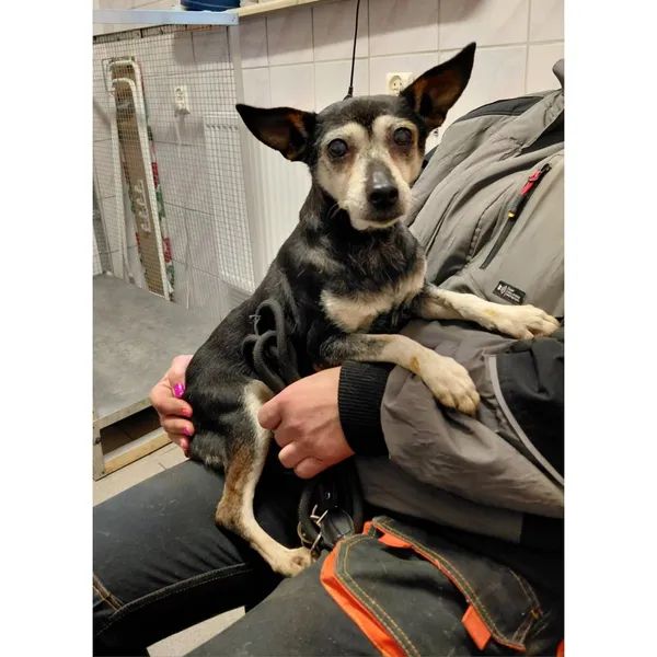 Znaleziono psa, Białystok, 2 grudnia 2025