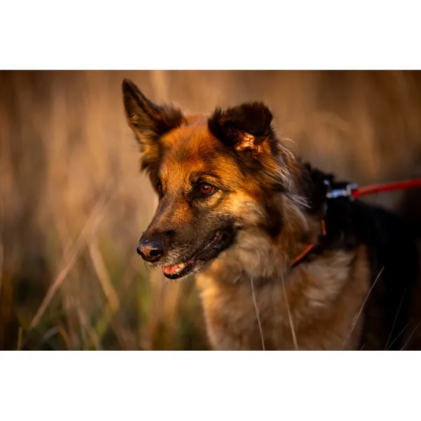 Znaleziono psa, Białystok, 2 października 2025 (2/5)