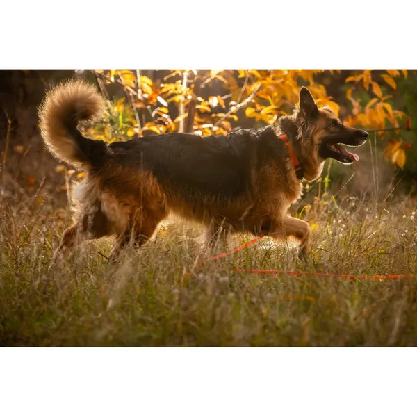 Znaleziono psa, Białystok, 2 października 2025 (3/5)