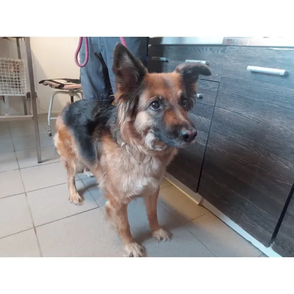 Znaleziono psa, Białystok, 2 października 2025 (5/5)