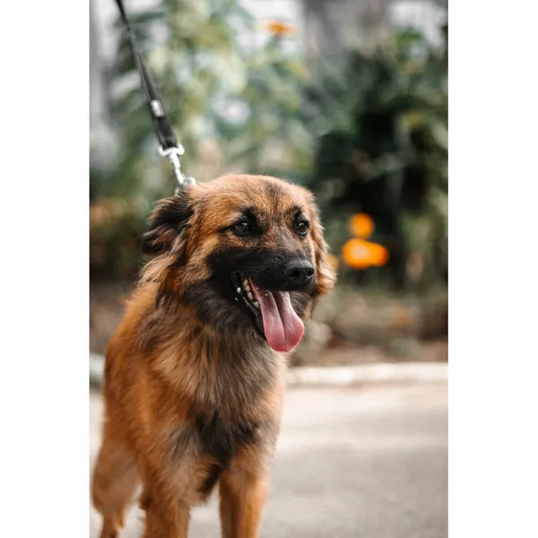 Znaleziono psa, Białystok, 27 sierpnia 2025 (2/5)