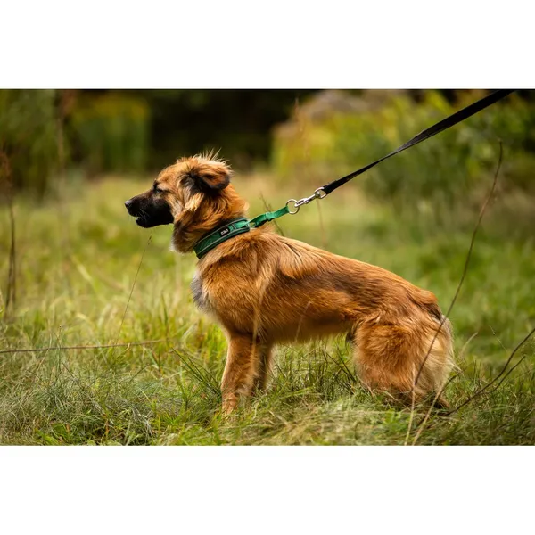 Znaleziono psa, Białystok, 27 sierpnia 2025 (3/5)