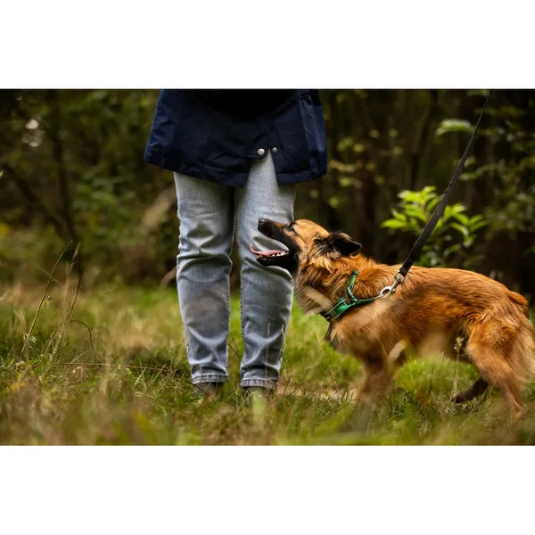 Znaleziono psa, Białystok, 27 sierpnia 2025 (4/5)