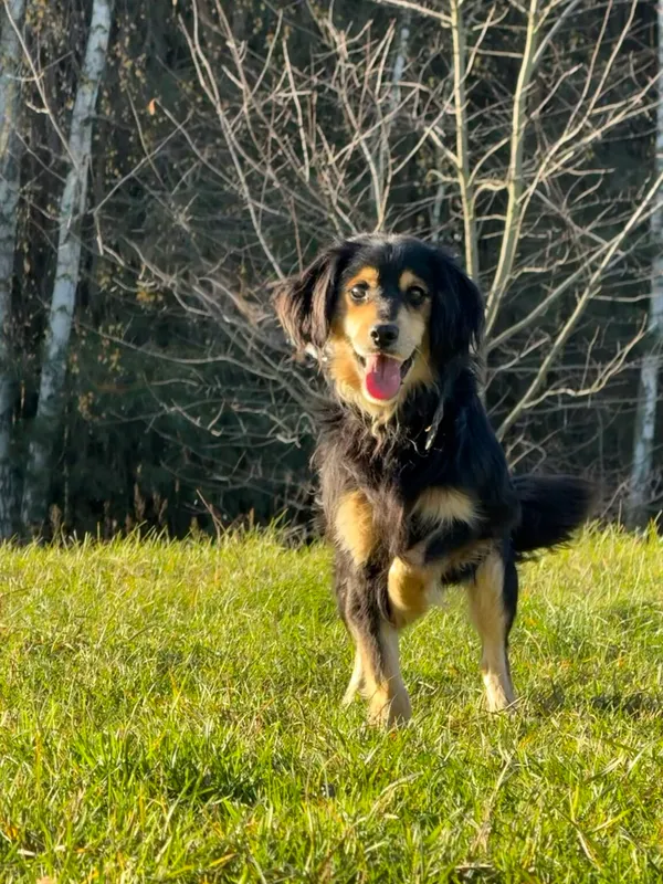 Pies do adopcji, Pieczyska, 19 grudnia 2025 (2/5)