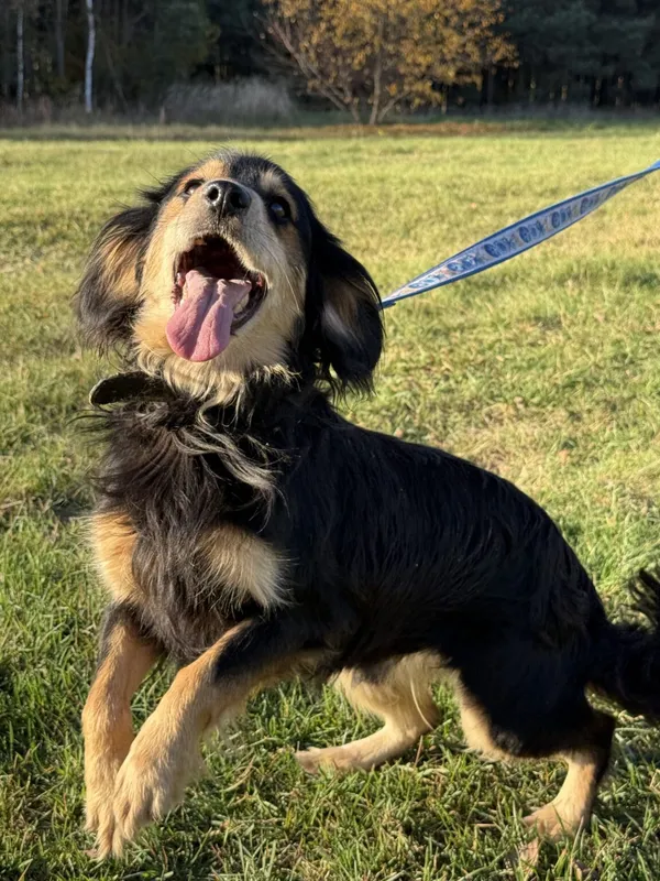 Pies do adopcji, Pieczyska, 19 grudnia 2025 (5/5)