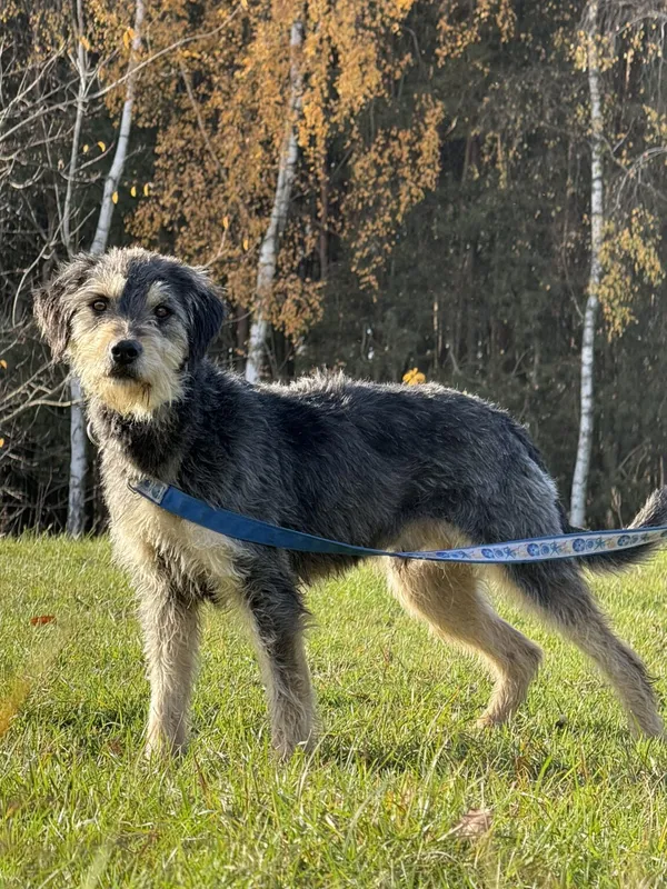 Pies do adopcji, Pieczyska, 19 grudnia 2025 (2/5)