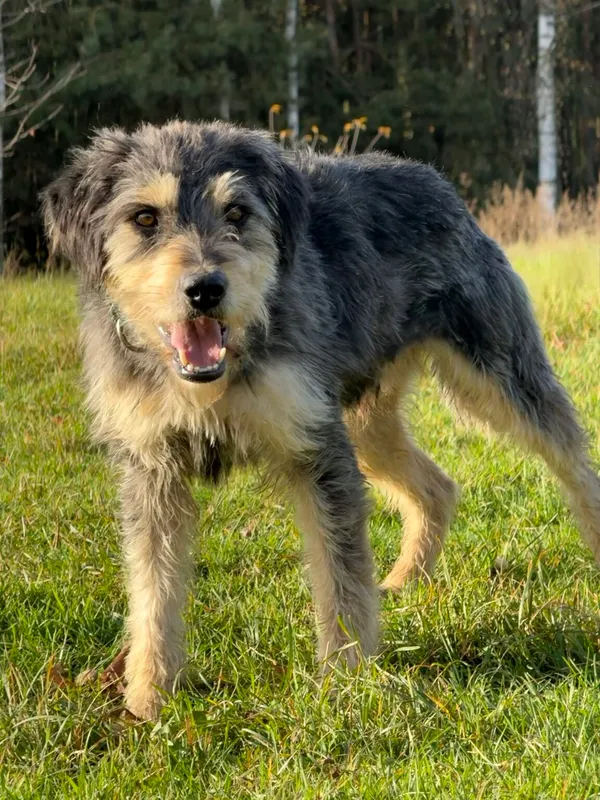 Pies do adopcji, Pieczyska, 19 grudnia 2025 (3/5)