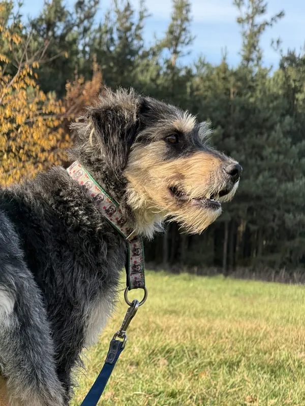 Pies do adopcji, Pieczyska, 19 grudnia 2025 (4/5)