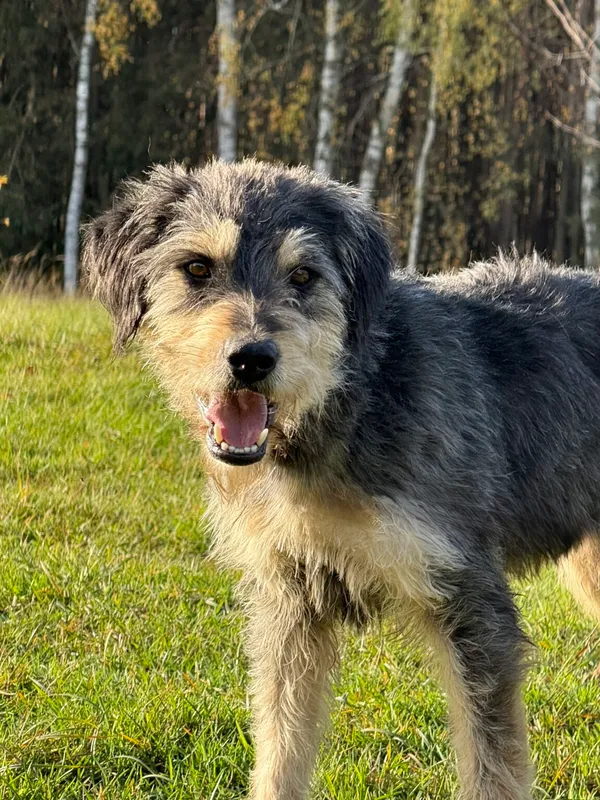 Pies do adopcji, Pieczyska, 19 grudnia 2025 (5/5)