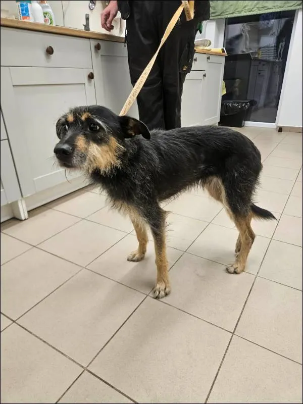 Znaleziono psa, Grudziądz, 19 grudnia 2025