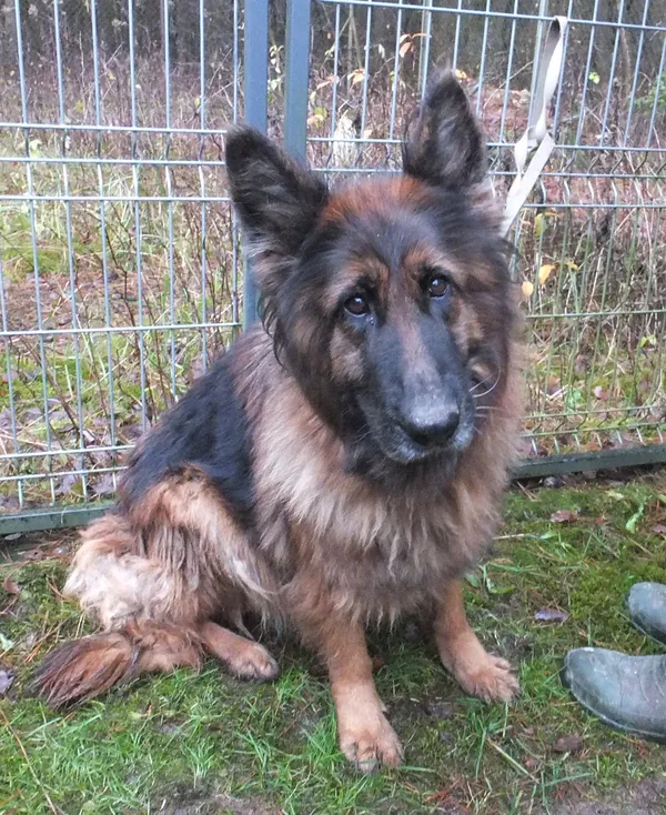 Znaleziono psa, Nowa Krępa, 28 listopada 2025