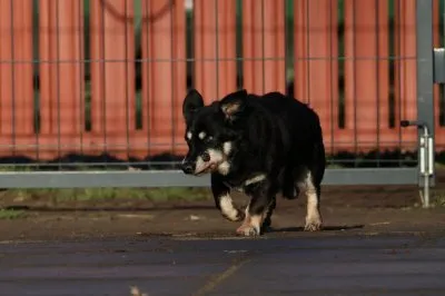 Pies do adopcji, Pabianice, 6 listopada 2025 (2/4)