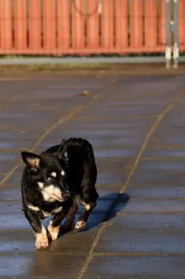 Pies do adopcji, Pabianice, 6 listopada 2025 (3/4)