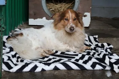 Pies do adopcji, Pabianice, 19 grudnia 2025 (1/4)