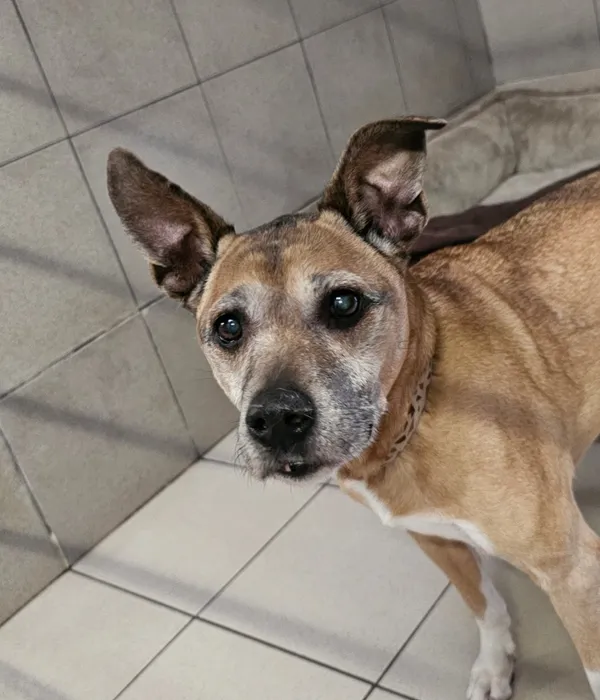 Pies do adopcji, Tychy, 3 listopada 2025