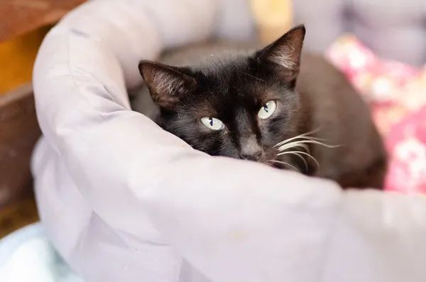 Oddam kota, Warszawa, Młynów, 20 grudnia 2025 (1/4)