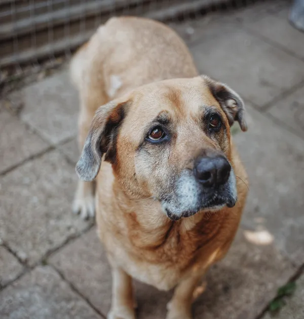 Oddam psa, Warszawa, Muranów, 20 grudnia 2025 (1/4)