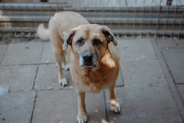 Oddam psa, Warszawa, Muranów, 20 grudnia 2025 (3/4)