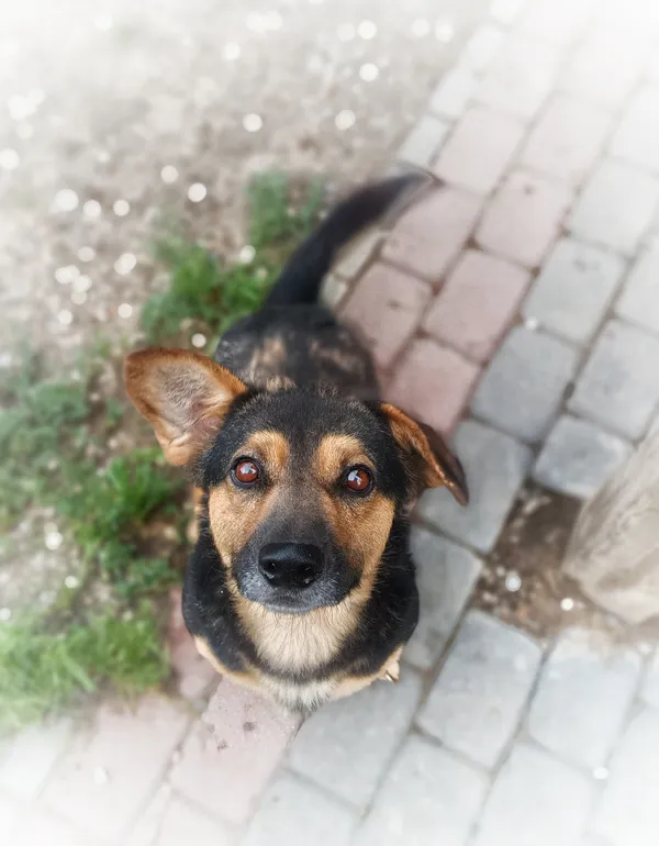 Oddam psa, Warszawa, Marymont-Potok, 20 grudnia 2025