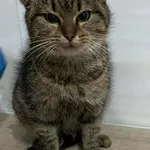Znaleziono kota