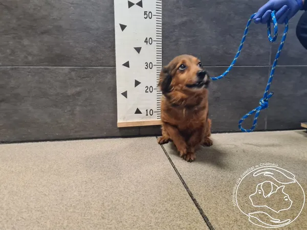 Znaleziono psa, Chełmek, 19 grudnia 2025