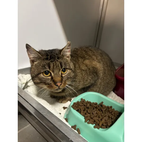 Znaleziono kota, Białystok, 20 grudnia 2025