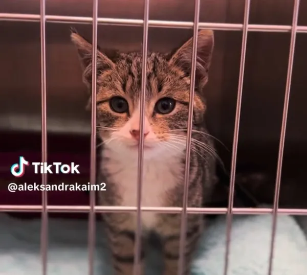 Kot do adopcji, Radom, 21 grudnia 2025